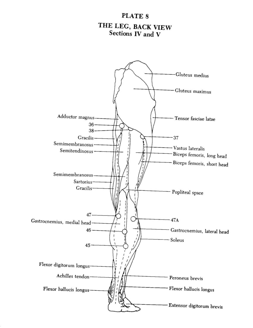 The Leg, Back View