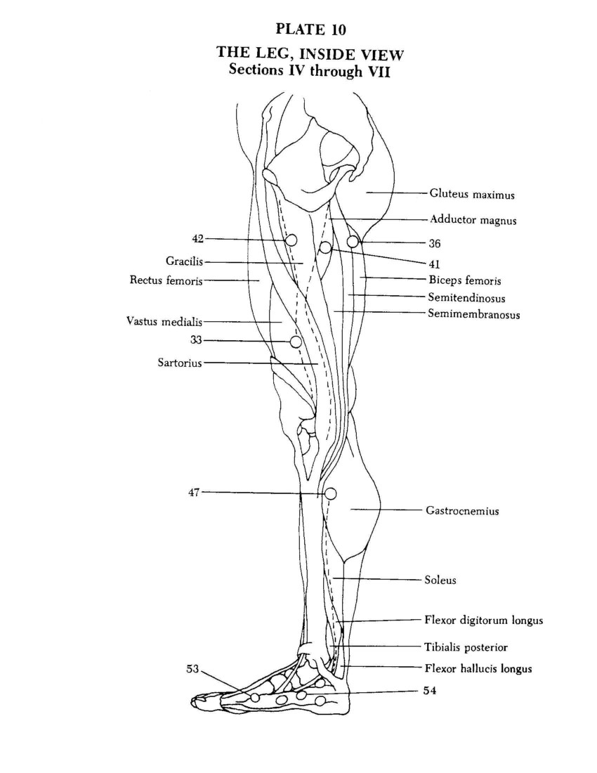 The Leg, Inside View