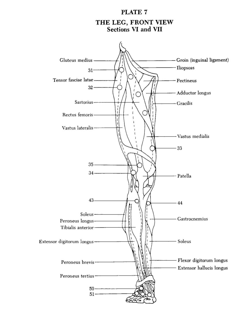 The Leg, Front View